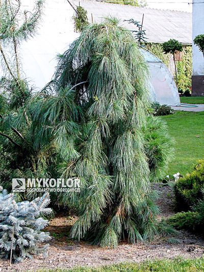 Pinus strobus Pendula – roślina ok. 12 letnia