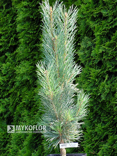 Pinus sylvestris Fastigiata. Materiał oferowany do sprzedaży