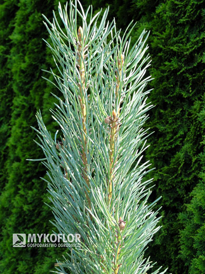 Pinus sylvestris Fastigiata. Zbliżenie igieł