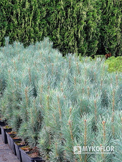 Pinus sylvestris Fastigiata – materiał oferowany do sprzedaży