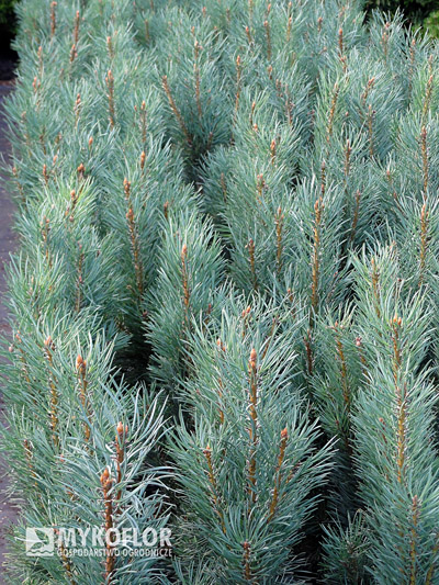 Pinus sylvestris Fastigiata – materiał oferowany do sprzedaży