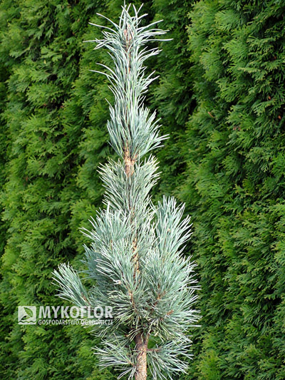 Pinus sylvestris Fastigiata. Materiał oferowany do sprzedaży