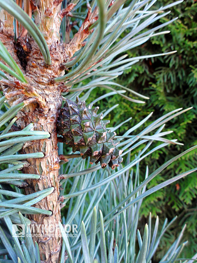 Pinus sylvestris Fastigiata. Zbliżenie igieł i szyszki