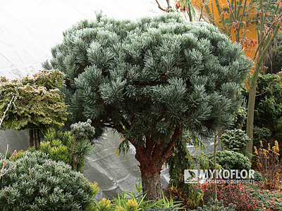 Pinus sylvestris Nana Argentea w zimie - egzemplarz ok. 22 letni. Zdjęcie wykonano w ogrodzie u pana Vladimira Valentego i zamieszczono dzięki jego uprzejmości.