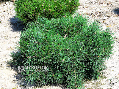 Pinus sylvestris Repens 