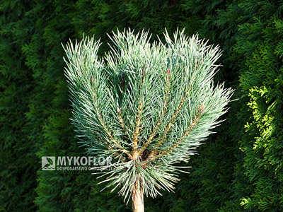 Pinus sylvestris Watereri – materiał oferowany do sprzedaży