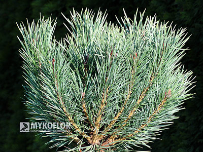 Pinus sylvestris Watereri. Zbliżenie