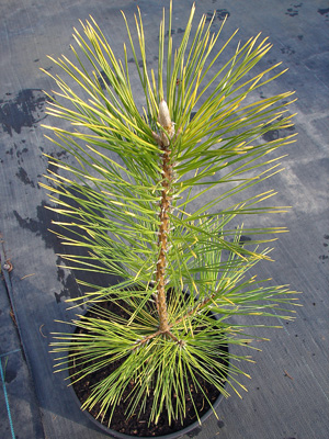 Pinus thunbergiii Ogon