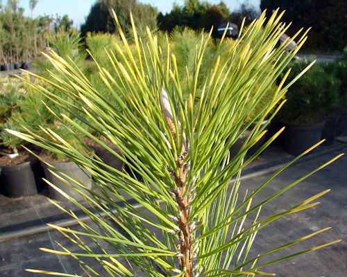 Pinus thunbergii Ogon, zbliżenie igieł 