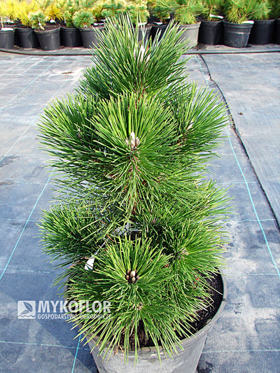 Pinus thunbergii Thunderhead – materiał oferowany do sprzedaży