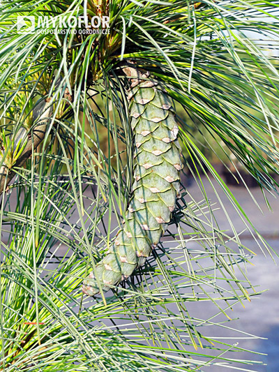 Łukowato wygięte szyszki na Pinus x schwerinii Wiethorst