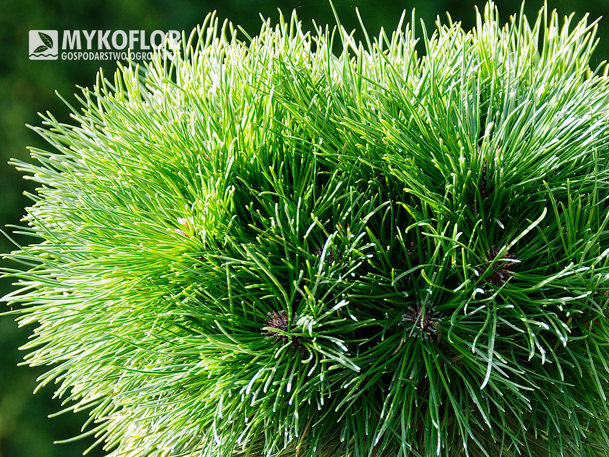 Pinus xnigra Bayo – zbliżenie igieł