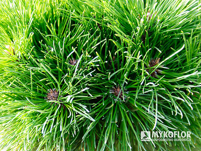 Pinus xnigra Bayo – zbliżenie igieł