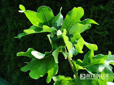 Quercus robur Cristata – liście