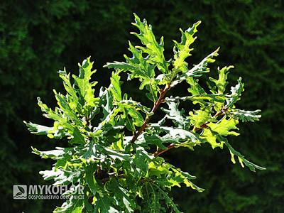 Quercus robur Fenessii – liście