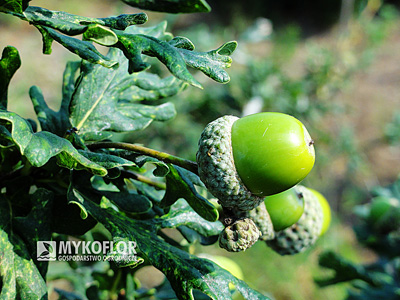 Dąb szypułkowy Irtha – liście i żołędzie