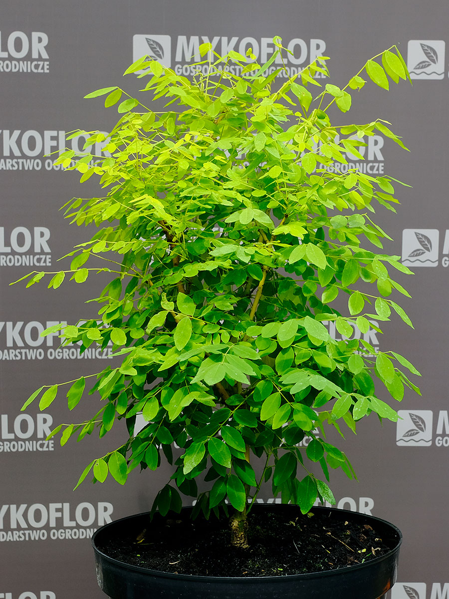 Sophora japonica Flavirameus – przykładowa roślina oferowana do sprzedaży